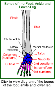 Stress fractures of the lower leg are most commonly seen in sports that place repetitive stress on the leg, such as running and jumping sports (e.g., gymnastics, basketball, and tennis). Tibia Leg Bone