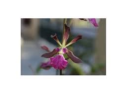 Image result for Polystachya vulcanica