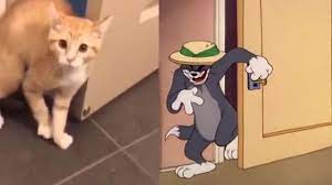 Coub Gif Thomas The Cat Cats And Kittens Cats Kittens