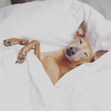 Haustiere reduzieren stress und sind gut für die herzgesundheit. Warum Hunde Im Bett Schlafen Sollten