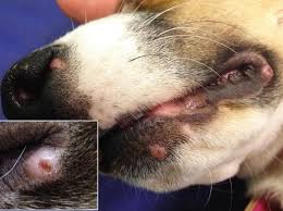 Should your dog be troubled by itchy swelling in his ear and is pawing his head and shaking it a lot, the problem could require veterinary care. Cytology Of Canine And Feline Non Neoplastic Skin Diseases Veterian Key