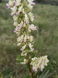 Image result for Coleus psammophilus