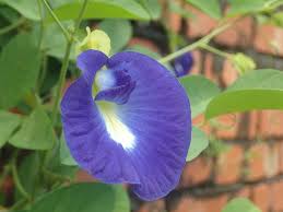 Image result for Clitoria