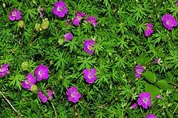 Image result for Geranium mlanjense