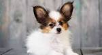 Papillon Puppies for Sale - Next Day Pets