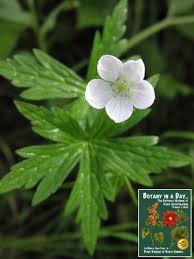 Image result for Geraniaceae