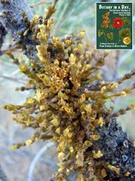 Image result for Viscaceae