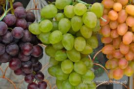 Check spelling or type a new query. Plantarea Èi Ingrijirea ViÅ£ei De Vie