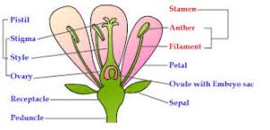 Plants reproduce sexually through the fusion of male and female gametes in the flower. Sexual Reproduction In Plants Characteristics Advantages Disadvantages