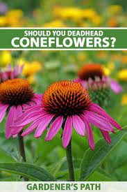 Deadheading does not change the size of flowers or the length of the blooming season. How To Deadhead Coneflowers Gardener S Path