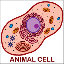 Maybe you would like to learn more about one of these? Clip Art Cells Animal Unlabeled Color I Abcteach Com Abcteach