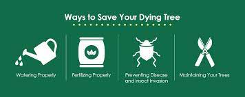 Yes, pines are available in varieties that can grow in usda plant hardiness zones 3 to 9 although a completely brown branch will not turn green and form new needles, identifying the cause. How To Save A Dying Tree Dragonetti Brothers Tree Removal