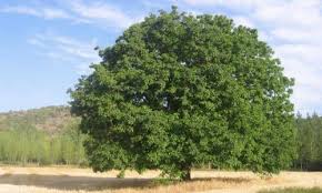 Resultado de imagen de nogal