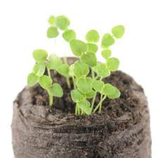 Snapdragon Seed Propagation How And When To Plant Snapdragon Seeds