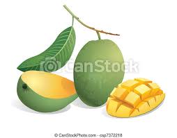 Mango trees can grow to a height of 45 m (148 ft) and can live for in excess of 100 years. Mango Fruit Realistic Vector Illustration Of Mangoes And A Sliced Mango Canstock