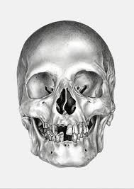 Discover professional drawing techniques every fine artist must know Human Skull For Drawing Novocom Top