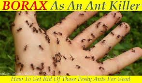 What if i need a homemade ant killer without borax? Borax White Ant Treatment