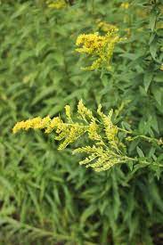 Goldenrod Flowers Goldenrod Flower Flowers Goldenrod