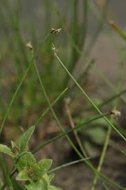 Image result for Eleocharis decoriglumis