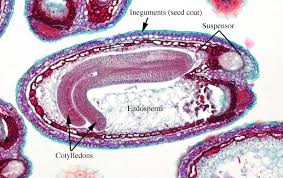 Image result for Capsella