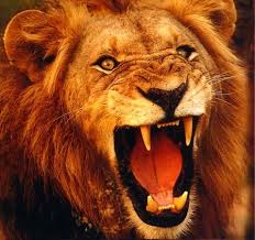 Image result for pictures of lions
