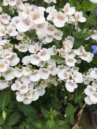 Image result for Diascia