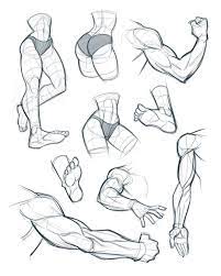 Pin On Drawing Anatomy References