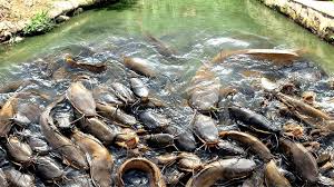 Mantap Hampir 5 Ton Lele Sekali Panen Budidaya Ikan Lele Youtube