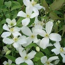 Clematis montana or mountain clematis is a vine type plant of temperate regions. Clematis Montana Grandiflora Special Deals Garden Plants