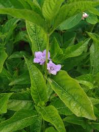 Image result for Ruspolia australis