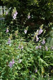 Image result for Ceratotheca triloba