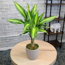Image result for dracaena