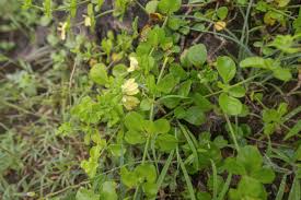 Image result for Justicia rodgersii