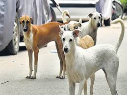 Delhi man caught for raping stray dogs in Rajouri Garden after video viral  on social media FIR registered दिल्ली में इंसानियत फिर शर्मसार, आदमी ने  किया कुत्ते से बलात्कार; कैमरे में कैद