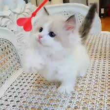 When we have a kitten you are interested in we will be happy to. Ragdoll Kittens For Sale Near Me Ragdoll Kittens Facebook