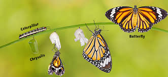 Industry life cycle the theory of a product life cycle was first introduced in the 1950s to explain the expected life cycle of a typical product from des. Butterfly Life Cycle Louisville Zoo