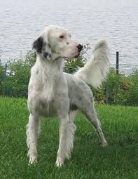 English Setter Dog Breed Information And Pictures