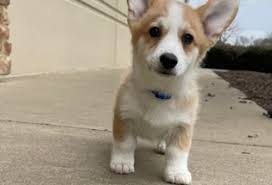 Corgi puppies for sale near california your search returned the following puppies for sale. Welsh Corgi Pembroke Puppies For Sale In California With Price Animalssale Com