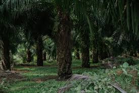The devastating ecological and social impacts of monoculture tree plantations. Is Everyone Getting Tree Planting Wrong Here S How To Get It Right