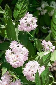Image result for Deutzia hybrida Pink Pompon