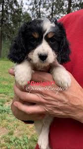 Cavapoo Colors Pinewoodcavapoos