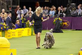 In the 1930s, some breeders decided to focus on conformation shows where a. 9 Things You May Not Know About The Westminster Kennel Club Dog Show