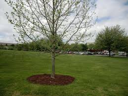 Maybe you would like to learn more about one of these? Growing Green Proper Pruning And Mulching For Trees Lehigh Valley Press