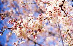Cherry Blossom Spring Flowers Background Blossom Flower Backgrounds