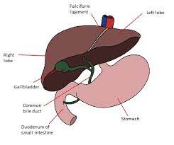 What are the main functions of the liver. What Is The Function Of The Liver Liver Location Parts Structure Video Lesson Transcript Study Com