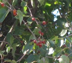 Image result for Ziziphus abyssinica