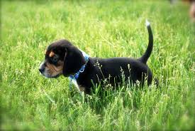 Likely to chase hey, new pal! How Many Puppies Are In A Beagle Litter Modern Beagle