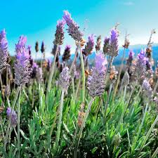 Image result for Lavandula dentata
