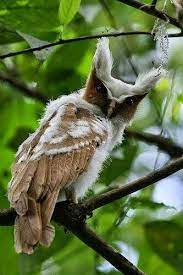 موسوعة أجمل صور طيور برية نادرة بألوان رائعة مداد الجليد owl pet birds beautiful birds