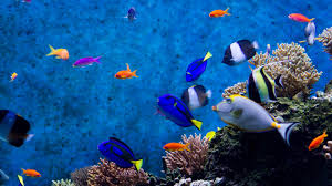 If you want your own fish tank, try our an underwater adventure begins with aquarium live wallpaper! 55 Moving Aquarium Wallpapers On Wallpaperplay Aquarium Live Wallpaper Aquarium Screensaver Screen Savers